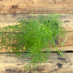 El Hinojo es una hierba perenne aromática muy usada en gastronomía, ideal para tenerla en nuestra huerta para usarla en la cocina.