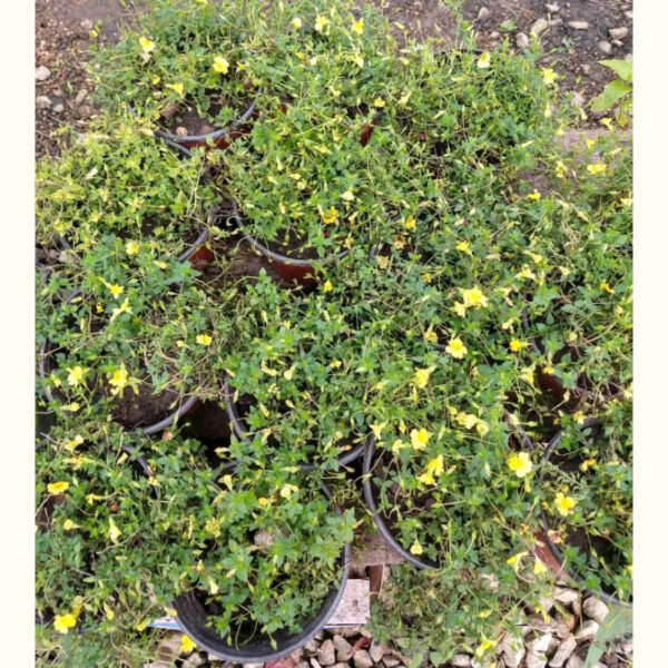 Mecardonia es una planta tapizante de crecimiento redondeado nativa de Argentina. Se emplea frecuentemente como anual.