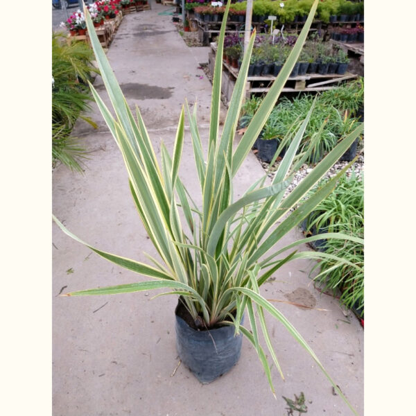El Phormio aurea es una planta de tipo herbácea con hojas bastante duras, alargadas y puntiagudas, parecidas a una espada.