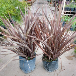El Phormio es una planta de larga duración con hojas duras y alargadas, tiene un aspecto muy atractivo por su tonalidad rojiza.