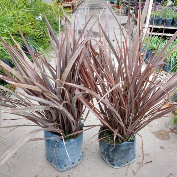 El Phormio es una planta de larga duración con hojas duras y alargadas, tiene un aspecto muy atractivo por su tonalidad rojiza.