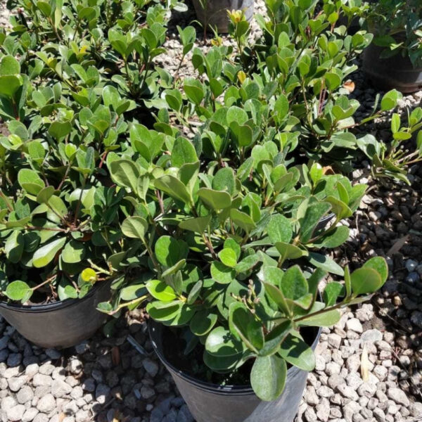 Raphiolepis suele utilizarse como tapizantes altos, para formar arbustos de tamaño medio, o como plantas aisladas en pequeños jardines.
