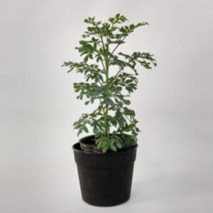 La ruda hembra es una pequeña planta herbácea, muy resistente, con forma arbustiva con numerosas propiedades medicinales