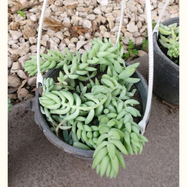 La Sedum Dasyphyllum es una pequeña planta suculenta ideal para cualquier rincón de la casa con unas flores preciosas y hojas carnosas.