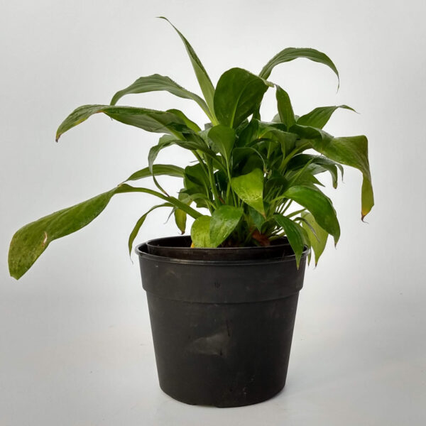 El Spathyfilium es una planta ornamental utilizada mucho en interiores por sus flores y también por sus hojas.