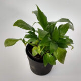 El Spathyfilium es una planta ornamental utilizada mucho en interiores por sus flores y también por sus hojas.