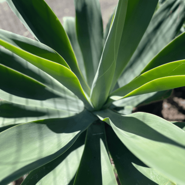 Agave