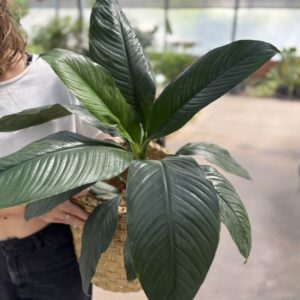 spathiphyllum-sensation