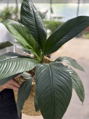 spathiphyllum-sensation