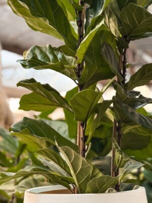 ficus-pandurata-triple