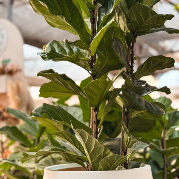 ficus-pandurata-triple