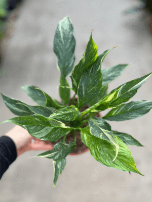 spathiphyllum-marmolado