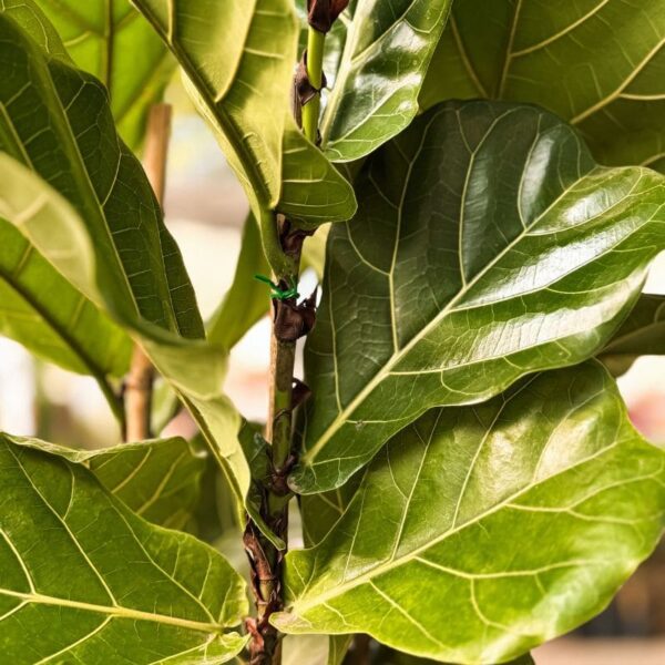 ficus-pandurata-triple