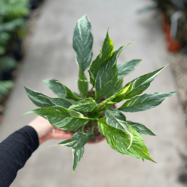 spathiphyllum-marmolado