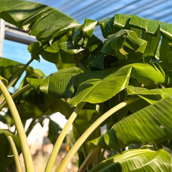 bananero-de-camboya