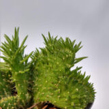 El cactus crestado crea formas muy amplias, como abanicos ondulantes con peines de largas hojas suculentas, ideales para decorar.