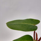El Philodendron sanguíneo posee raíces adventicias, que la convierten en una planta de hábito trepador. Queda increíble en macetas colgantes.