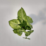 El Syngonium  es una planta de interior trepadora muy fácil de cultivar. Es originaria de Sudamérica y posee unas hojas grandes con forma de flecha de color verde claro jaspeado con los nervios muy marcados.