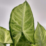 El Syngonium  es una planta de interior trepadora muy fácil de cultivar. Es originaria de Sudamérica y posee unas hojas grandes con forma de flecha de color verde claro jaspeado con los nervios muy marcados.