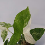 El Syngonium marmolado es una planta rastrera, sus hojas tienen forma de flecha con colores verdes y blancos, ideal como planta de interior.