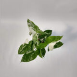 El Syngonium marmolado es una planta rastrera, sus hojas tienen forma de flecha con colores verdes y blancos, ideal como planta de interior.
