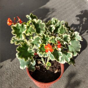 Pelargonium  hortorum variegata, mas conocido cómo Malvón Europeo Variegado, es una planta de hoja grande, carnosa y con ondulaciones.