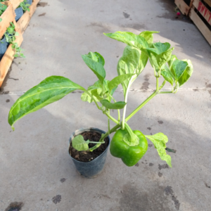 El ají morrón es una planta herbácea que se consume como verdura cruda o cocida, ideal para armar una huerta en casa con poco espacio.