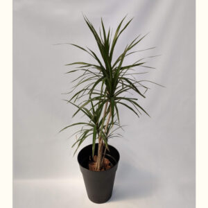La Marginata es un arbusto de hoja perenne ideal para tener adentro del hogar. Se adapta muy bien a lugares oscuros o con buena luminosidad.