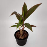 La Drassena Rubra es una planta de hojas gruesas, recurvadas de un color verde mate y violeta que embellece el espacio donde se encuentre.