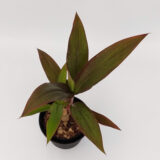 La Drassena Rubra es una planta de hojas gruesas, recurvadas de un color verde mate y violeta que embellece el espacio donde se encuentre.