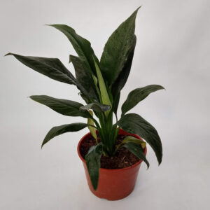 El Spathyfilium sensation es una planta ornamental utilizada mucho en interiores por sus flores y también por sus hojas.