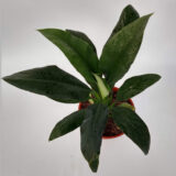 El Spathyfilium sensation es una planta ornamental utilizada mucho en interiores por sus flores y también por sus hojas.