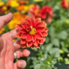 dahlia-1