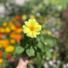 dahlia-4