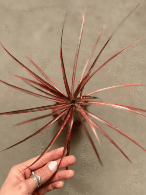 marginata-tricolor-1