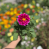 dahlia-3