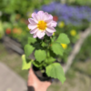 dahlia-2