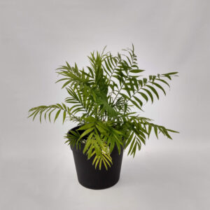 La chamadorea es una planta adecuada para interiores, de crecimiento lento y muy resistente por lo que permite su fácil mantenimiento.