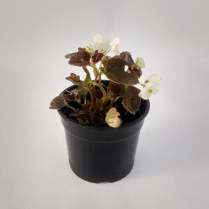 La Begonia semperflorens, comunmente llamada Flor de azúcar se caracteriza por sus tallos carnosos y ramificados, sus hojas ovales y redondeadas y sus flores reunidas en cimas exilares de color rosa, rojo, blanco.