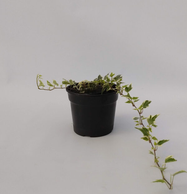 La hiedra es una planta trepadora ideal para tener cerca de muros o vallas, la variedad variegada es especialmente estética por los tonos de sus hojas.