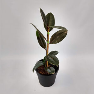 El Gomero (Ficus elastica) es un árbol originario de zonas tropicales. Sus grandes hojas son ideales para decorar interiores.