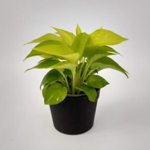 El Pothus Lemon, con su color verde alimonado intenso, es una planta ideal para ubicar en el interior del hogar.
