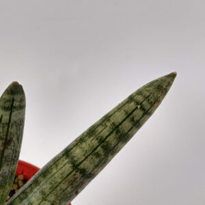 La Sansevieria pikachu es una suculenta de hojas cilíndricas considerada una de las plantas más fáciles de cuidar.
