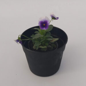 La Viola es una planta podés cultivarla tanto en macetas como en el jardín en climas cálidos y también en los templados.