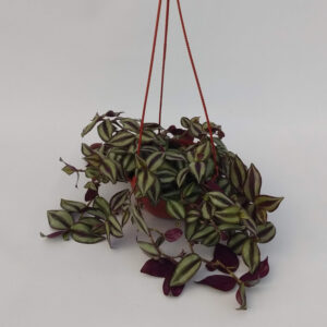 La Tradescantia Zebrina es una planta siempreverde (perenne), también conocida por los nombres vulgares de Zebrina, Pamplinas y Panameña.