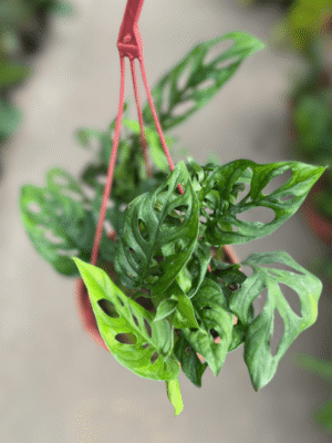 philodendron-peruveano