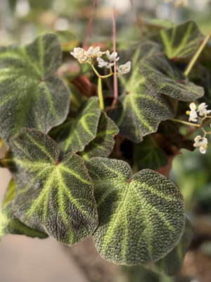 Begonia Brasilera