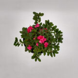 La azalea doble es una de las plantas más utilizadas en jardinería por la belleza y abundancia de sus flores.