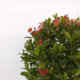 La Eugenia doble bocha es un arbusto ornamental muy ramificado de atractiva forma cónica. Se le puede dar forma a la planta mediante la poda.