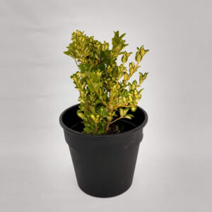El Euonymus es un arbusto perennifolio, generalmente utilizado como planta ornamental en parques y jardines.